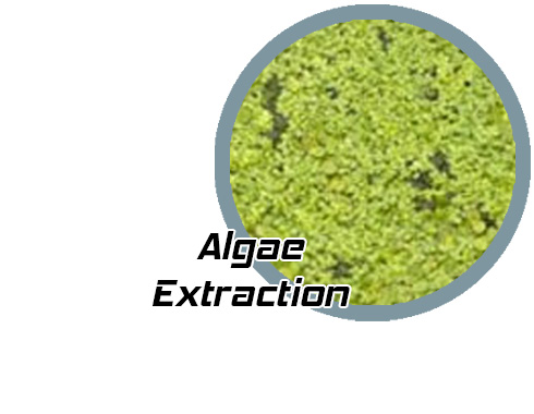 extract algae with supercritical fluids
